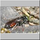 Tachysphex obscuripennis - Grabwespe m12b 7mm Sandgrube Niedringhaussee.jpg